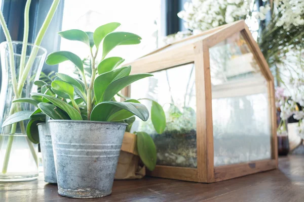 Small plant pot displayed beside the window — Stock Photo, Image