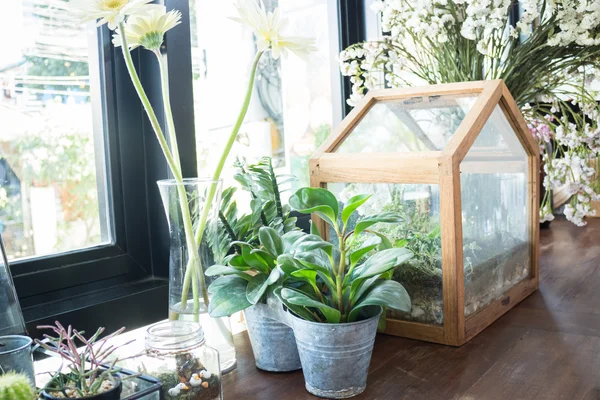 Pequeno vaso de plantas exibido ao lado da janela — Fotografia de Stock