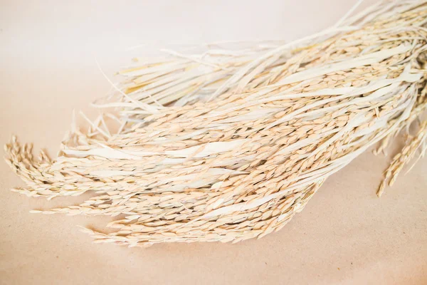 Paddy ou grão de arroz (oryza) sobre fundo marrom — Fotografia de Stock