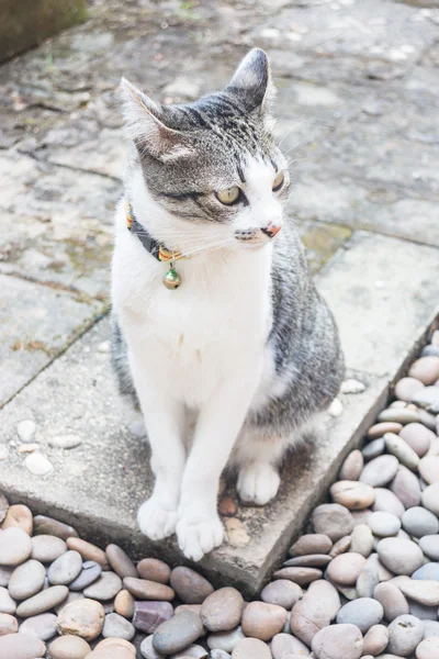 Fiatal macska otthon kert — Stock Fotó