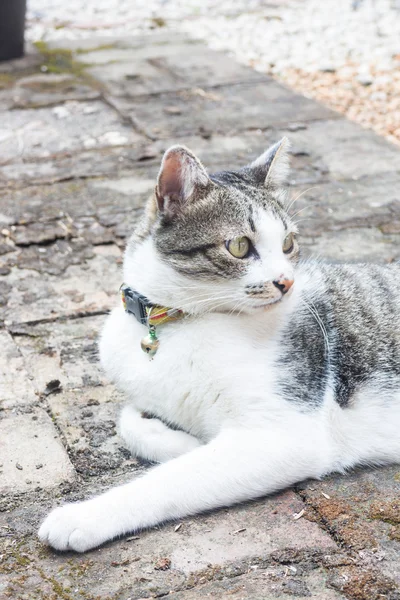 Gato jovem no jardim em casa — Fotografia de Stock