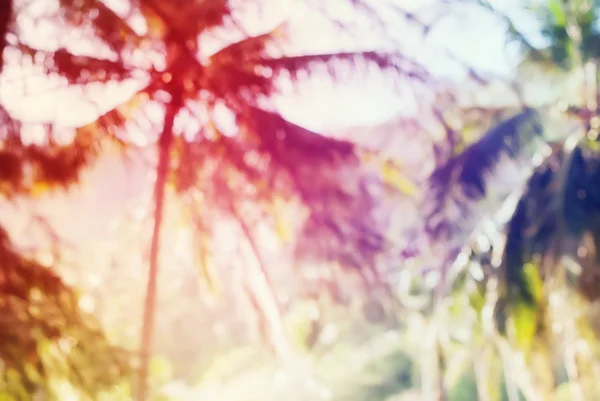 Tropikalnych Palm Beach drzew stonowanych efekt krajobraz — Zdjęcie stockowe