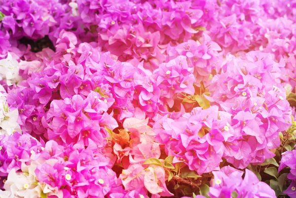 Voorjaar bloeien Bush roze bloemen achtergrond — Stockfoto