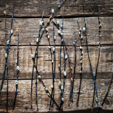 Çiçek açması söğüt dalları tüylü böbrekler Paskalya