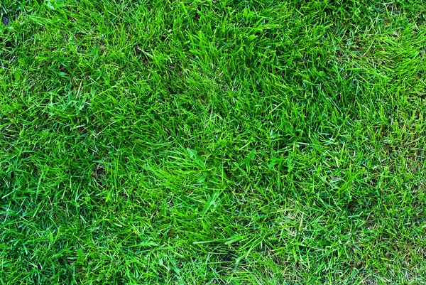 Green Grass Natural Background Texture — Stock Photo, Image