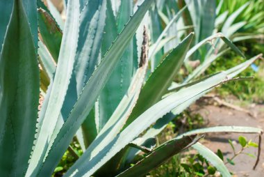 Yatak yaz yeşil kaktüs