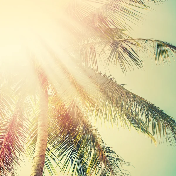 Sole a Palm Tree. Holiday Travel Adventure Concept. Vintage — Foto Stock