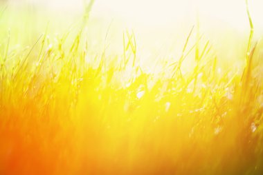 Arka planda yeşil yaz çimen ile güneş ışığı