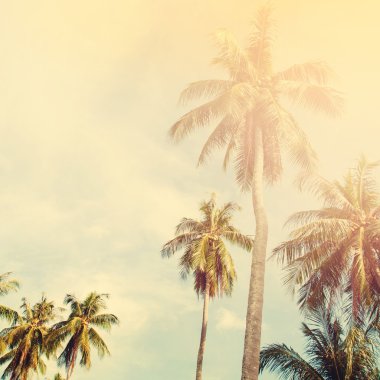 Eski püskü peyzaj tropikal palmiye ağaçları orman tonda