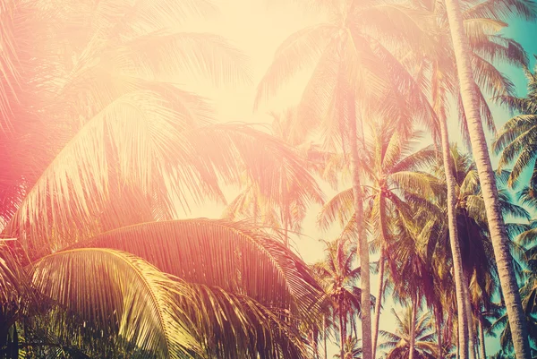 Palm Tree Sun Light Hot Equator Paisagem tropical — Fotografia de Stock