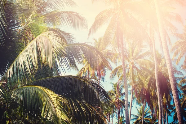 Palm bomen zon lichte warme tropische achtergrond — Stockfoto