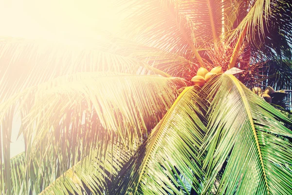 Palm träd Sun Light heta ekvatorn natur bakgrund — Stockfoto