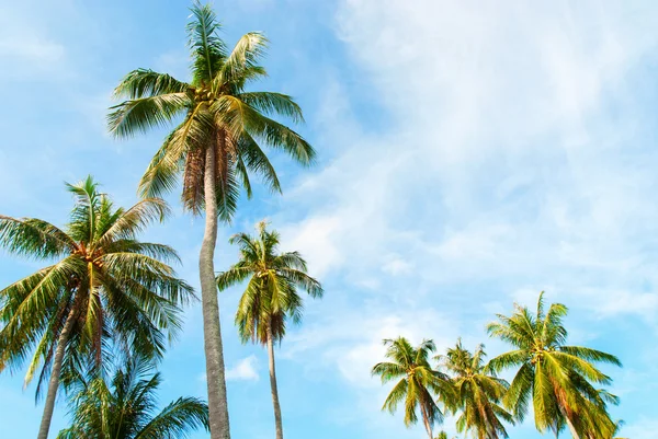 Tropical Background Palm Tree Sun Light Holiday