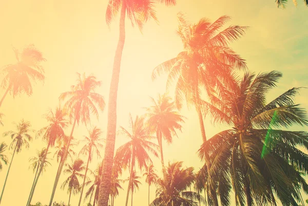 Tropical Background Palm Trees Sun Light Holiday — Stock Photo, Image