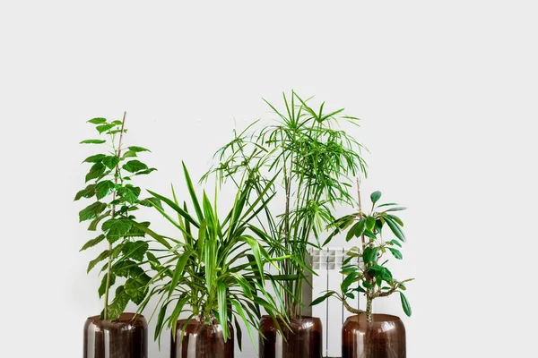 Four Different Types Potted Plants White Background Home Decor Copy — Stock Photo, Image