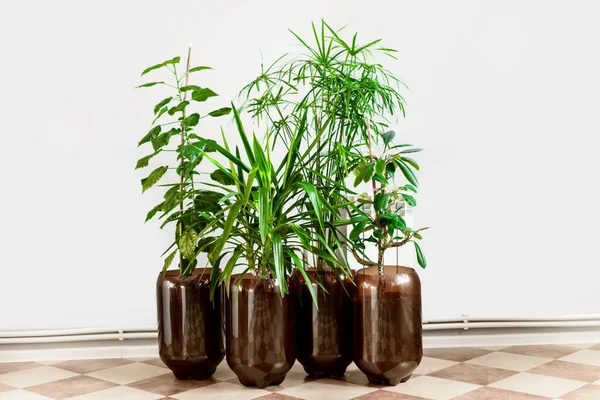 Vier Verschiedene Arten Von Topfpflanzen Auf Weißem Hintergrund Home Decor — Stockfoto