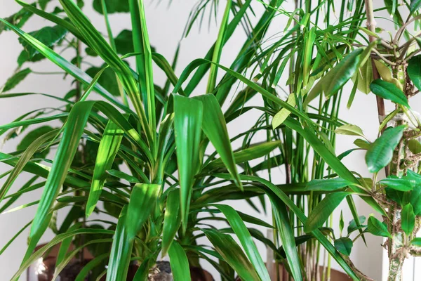 Verschillende Soorten Potplanten Witte Kamer Groene Tuinieren Achtergrond Home Decor — Stockfoto