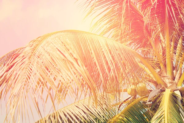 Kokosová palma s Retro filtrované — Stock fotografie