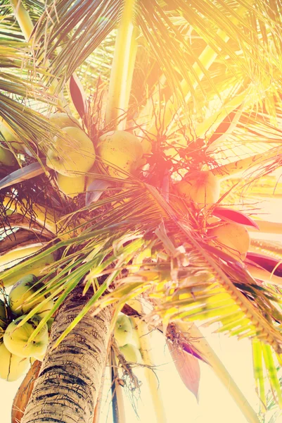 Palmy kokosowe, jako tło — Zdjęcie stockowe