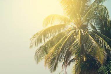 Palmiye ağaçları tropik sahilde güneşin yaktı. Tonlu arka plan