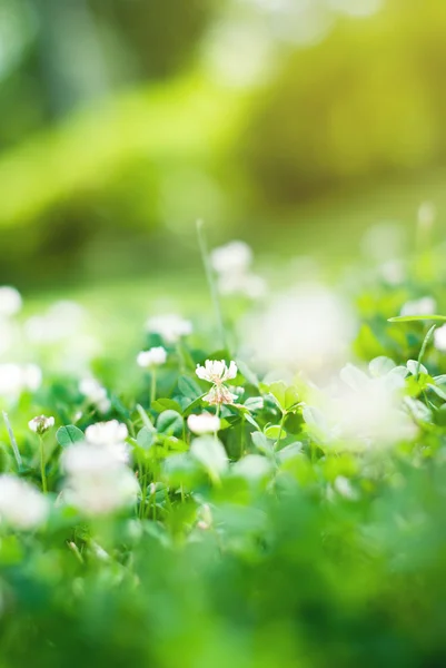 Kleeblumen auf der Wiese — Stockfoto