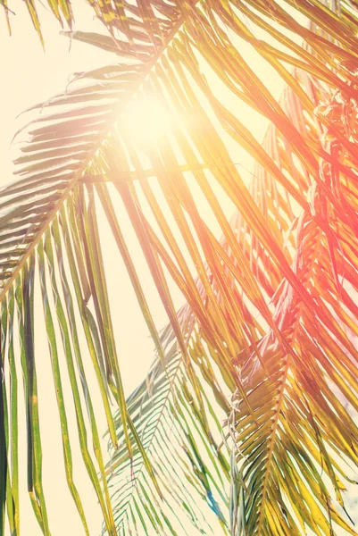 Listoví kokosu palmou s Retro filtrovány. Slunce přes listy — Stock fotografie