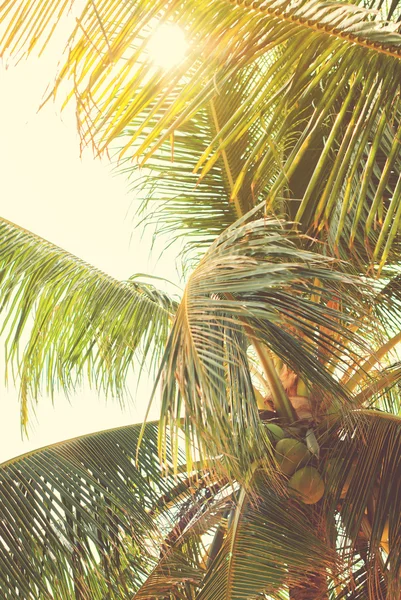 Blad av tropisk Palm i solen strålar — Stockfoto