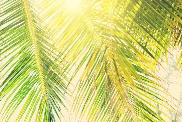 Bladen av palmer i solljus — Stockfoto