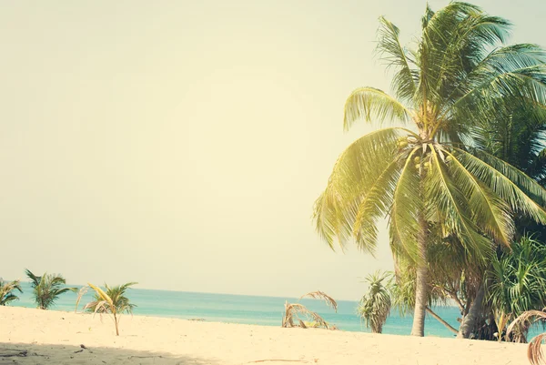 팜 나무는 열 대 해 태양에 의해 조명 — 스톡 사진