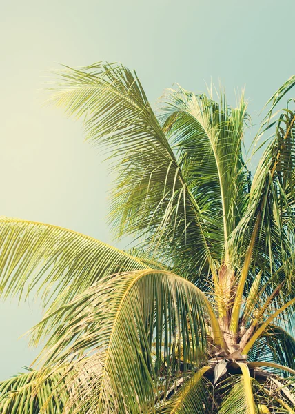 Palmera tropical iluminada por el sol en la playa. Fondo tonificado — Foto de Stock