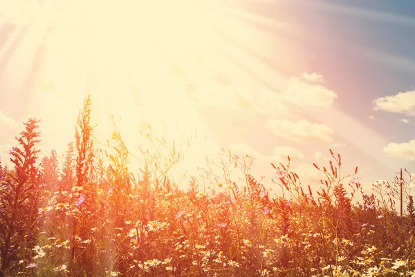 Kır çiçekleri alan ve ışınları ile mavi gökyüzü — Stok fotoğraf