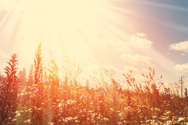 Wilde bloemen veld en blauwe lucht met stralen — Stockfoto