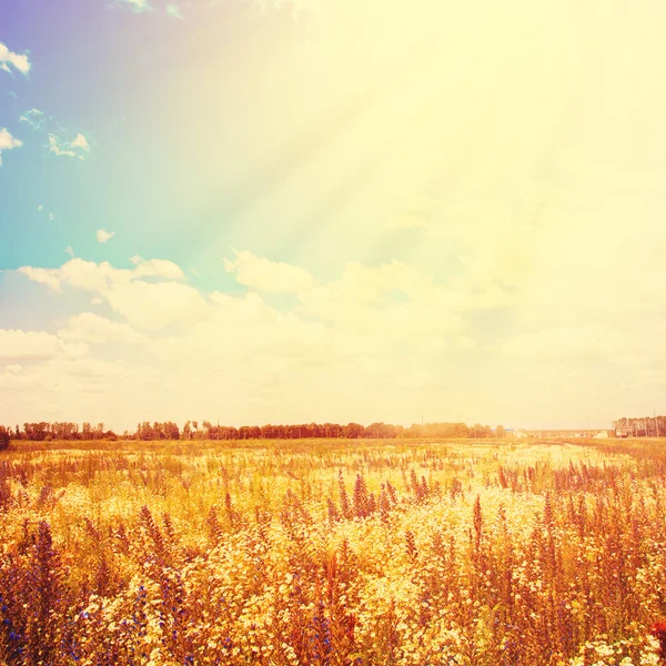 Goldenes Feld und Sonnenlicht am blauen Himmel — Stockfoto