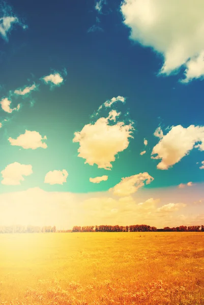 Golden Wild Field and Blue Sky with Sunlight — Stock Photo, Image