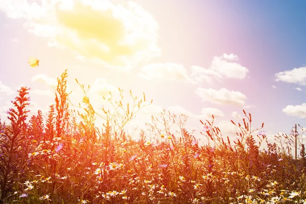 Wildblumenfeld und blauer Himmel mit Sonnenlicht — Stockfoto