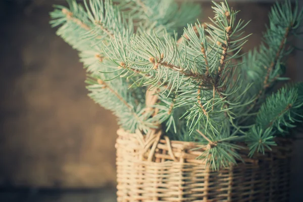 Grenar av blå Fir Tree i en rustik korg. Lantlig stil. Tonas — Stockfoto