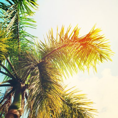 Güneş ışığı hurma ağaçlarının yaprakları. Seyahat kartı için arka plan