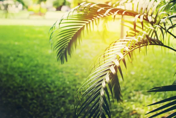 Palm Branch em Park. Fundo natural tonificado brilhantemente — Fotografia de Stock