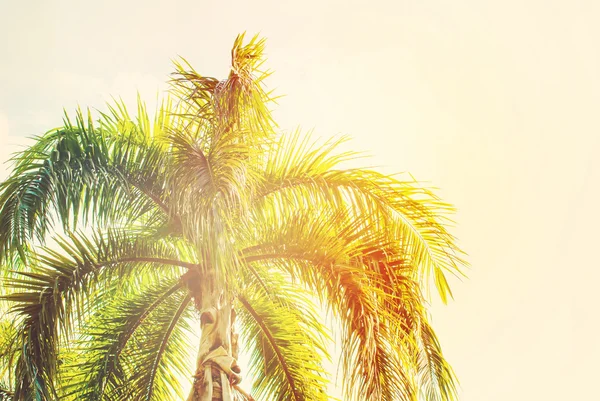 Levelek pálmafák a napfény. Természetes háttér — Stock Fotó