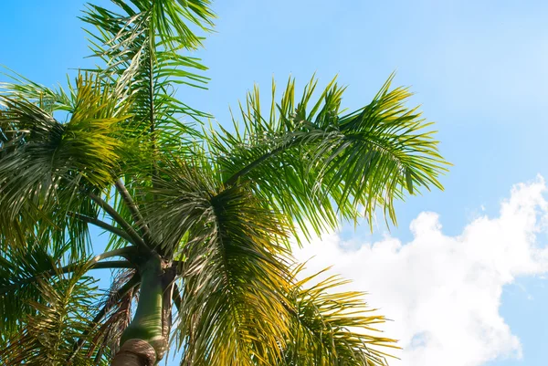 Palmiye ağacı üzerinde mavi gökyüzü. Tatil seyahat kartı için arka plan