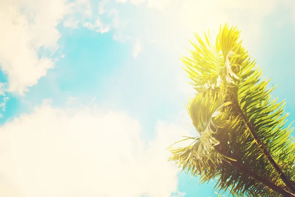 Dwoma liśćmi palmy na błękitne niebo. Stonowanych efekt — Zdjęcie stockowe