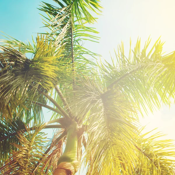 Hojas de palmeras a la luz del sol. Fondo natural — Foto de Stock