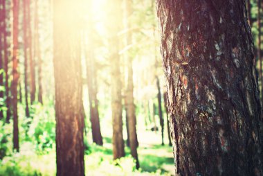 Ağaçların arasından güneş ışığı ile iğne yapraklı çam ormanı