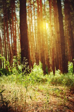 Güneş ışınları ile ağaçların gövdeleri ile iğne yapraklı orman