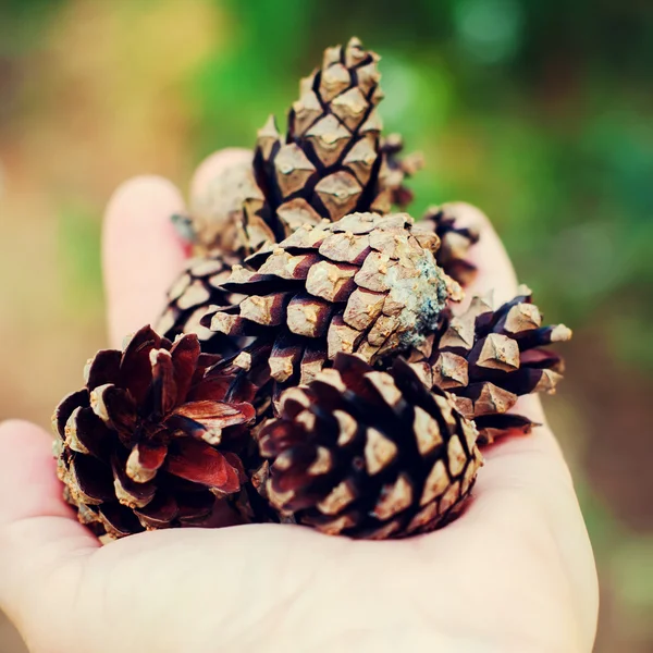 Hand Holding a Pine Cones on Green Background