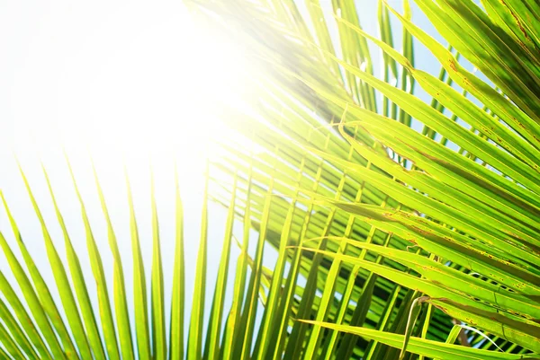 Lumière du soleil à travers les branches de palmier. Tropical fond d'été — Photo