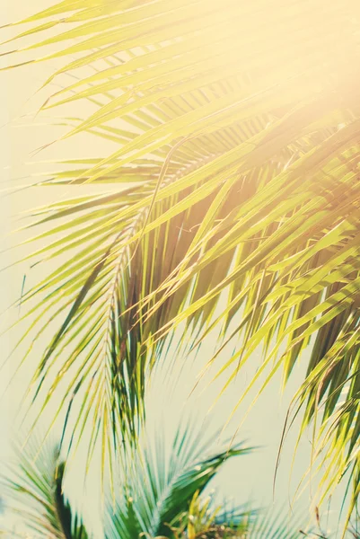 Fondo tropical con ramas de palma a la luz del sol — Foto de Stock