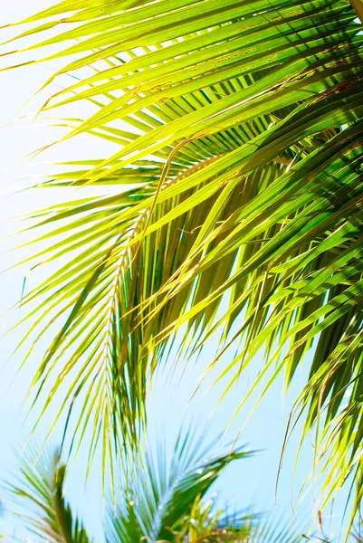 Hojas de palmeras a la luz del sol. Fondo natural — Foto de Stock