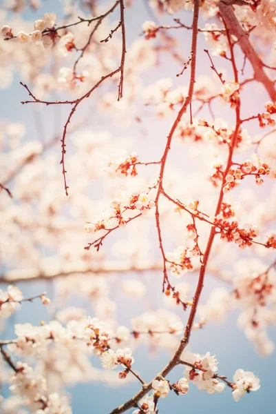 Gyönyörű fehér Cherry Blossom tavaszi napsütésben a kék ég — Stock Fotó