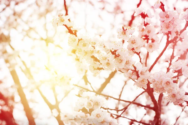 Bela flor de cereja branca no dia de primavera. contexto — Fotografia de Stock
